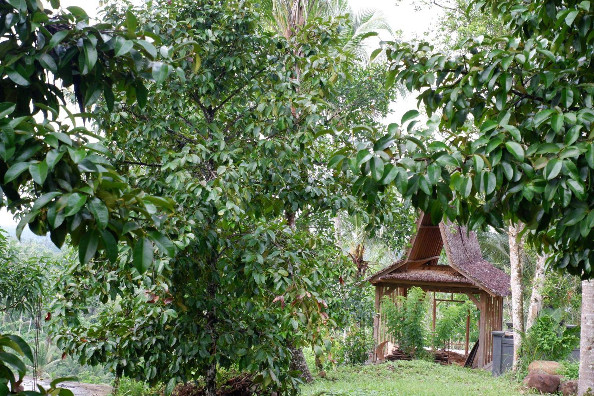 Aum Resort Pulukan Exterior foto
